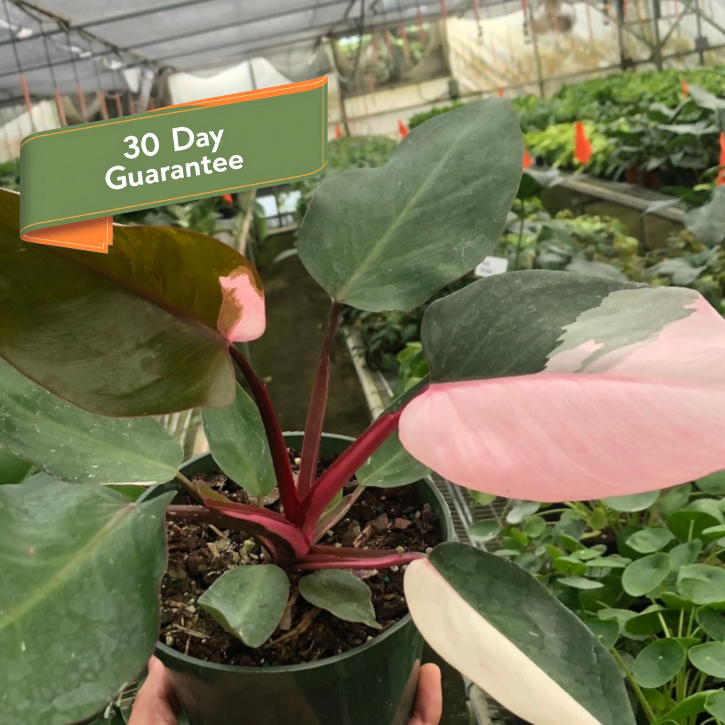 Philodendron Pink Princess