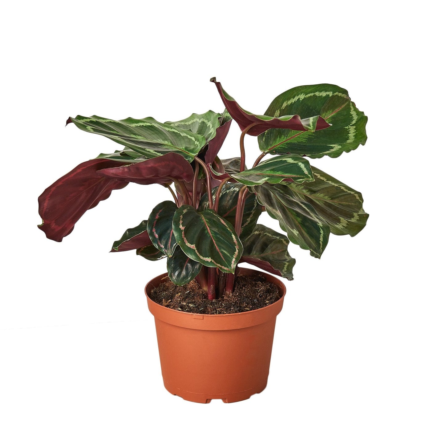 Calathea Roseopicta Medallion