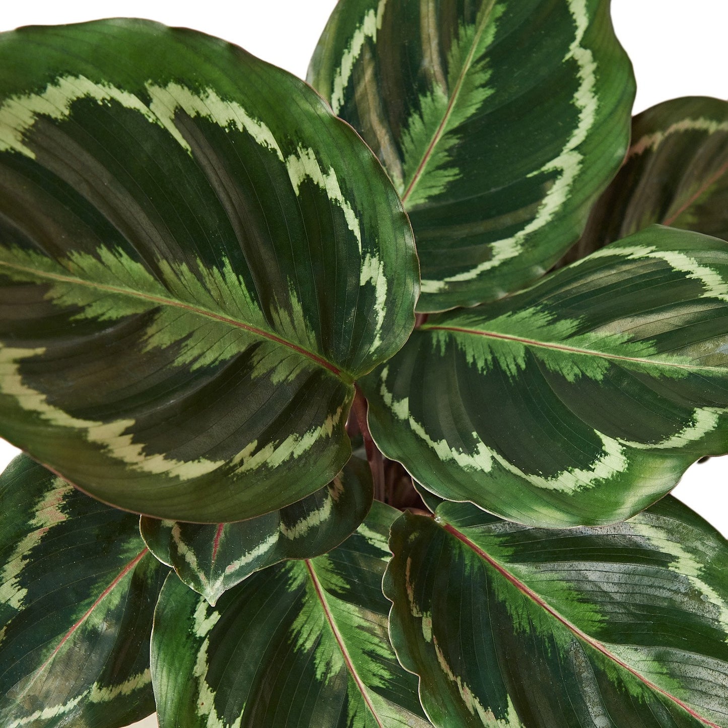 Calathea Roseopicta Medallion