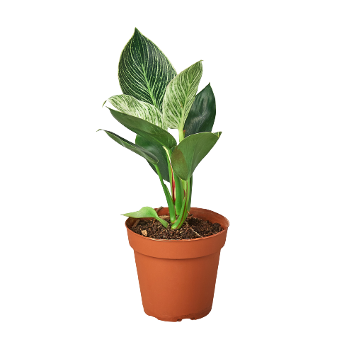 Philodendron Birkin Plant