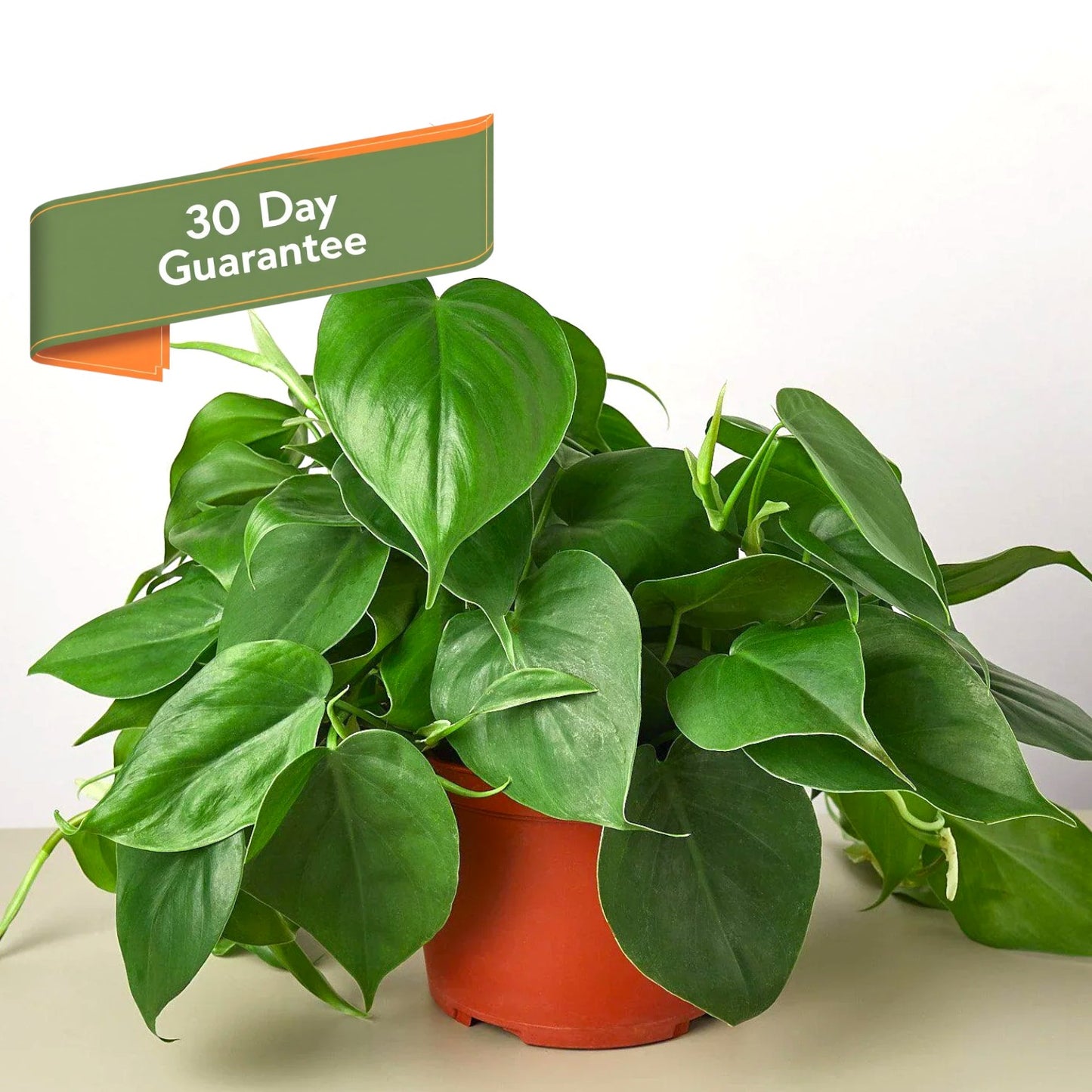 Philodendron Cordatum Heartleaf