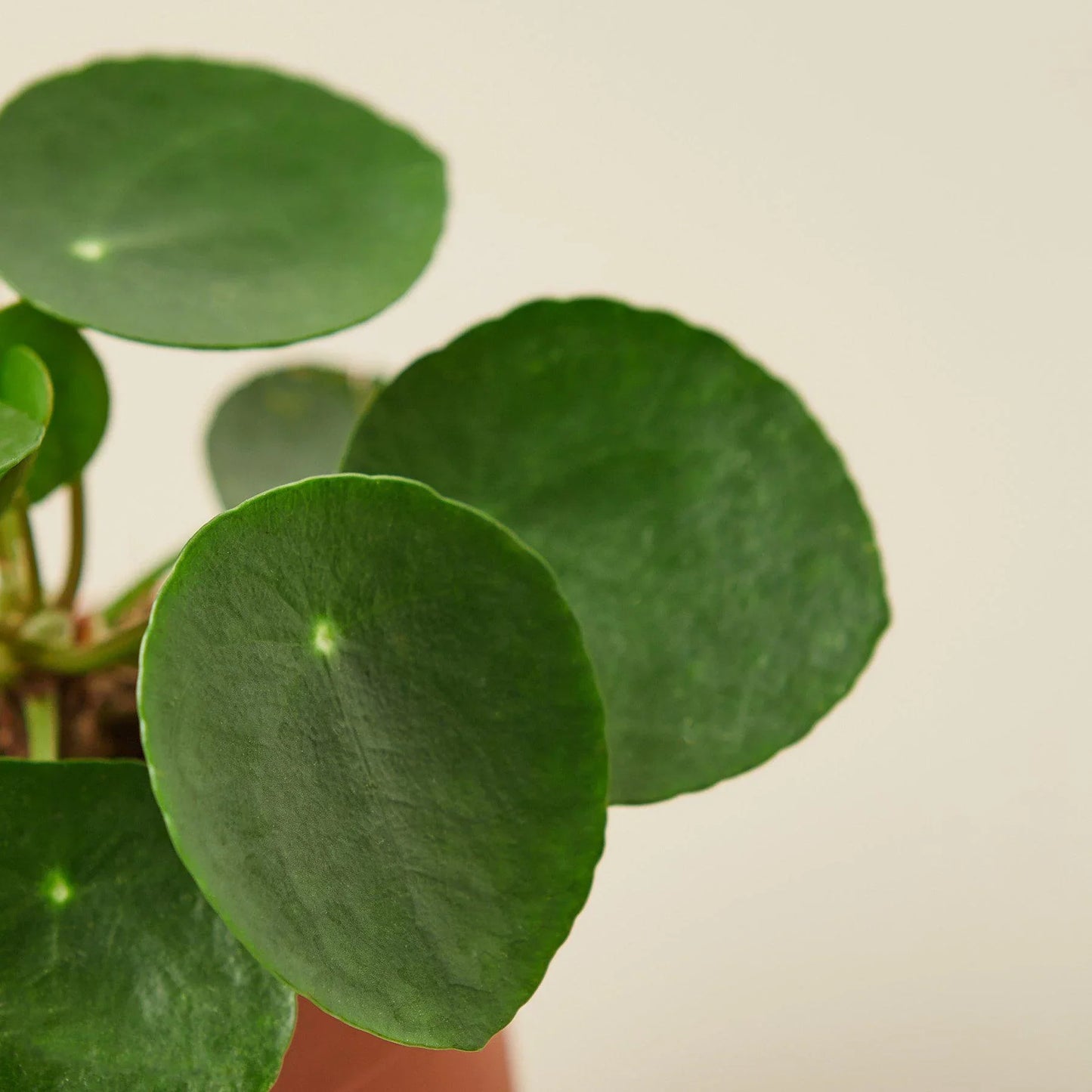 Pilea Peperomioides Chinese Money Plant Live Paludarium Plant Terrarium Plant House Plant Indoor