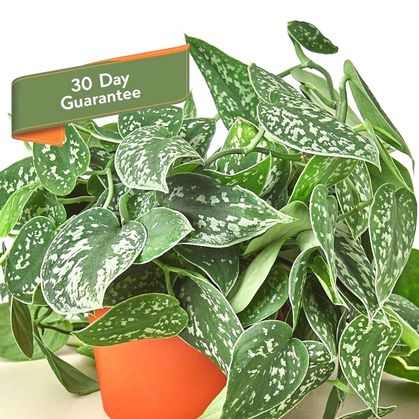 Satin Pothos Plant Live Pothos Rare House Plant Hanging Indoor Plant Vining Plant Rooted Pothos in Pot XXL Pothos Aquarium Paludarium
