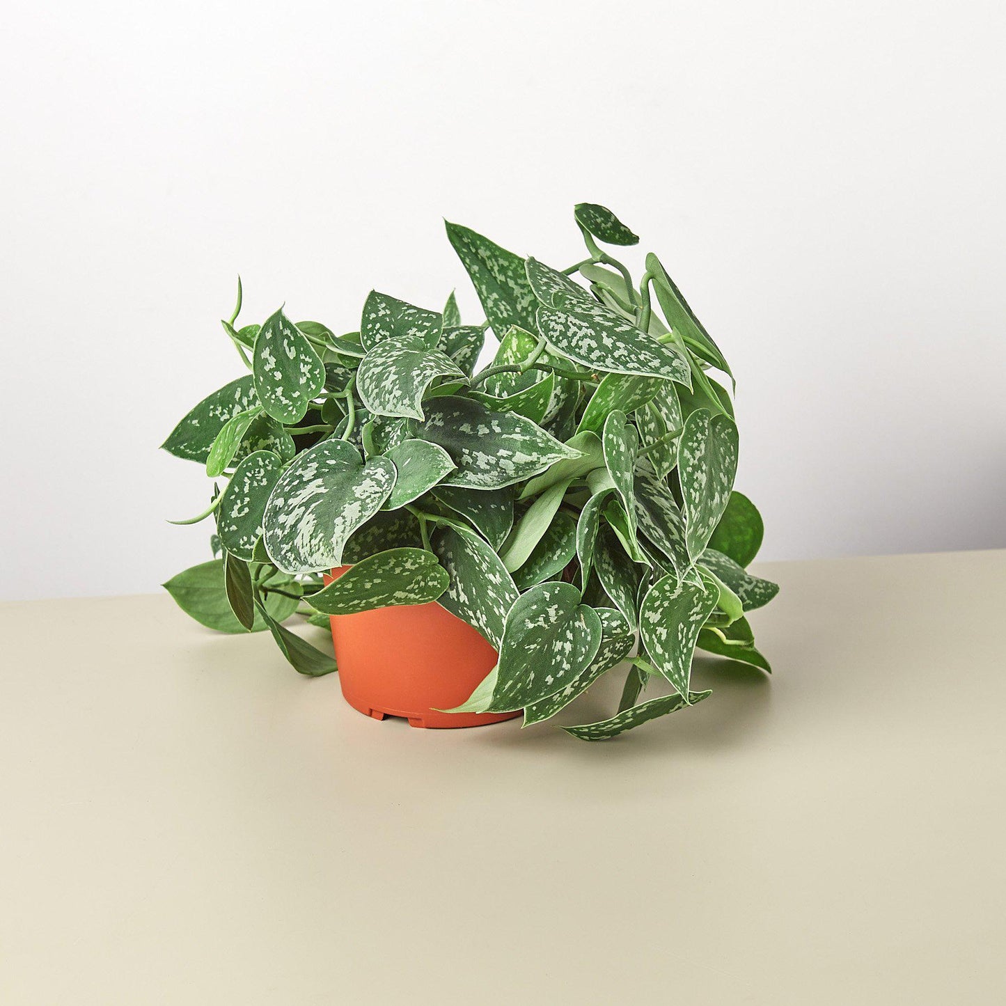 Satin Pothos Plant Live Pothos Rare House Plant Hanging Indoor Plant Vining Plant Rooted Pothos in Pot XXL Pothos Aquarium Paludarium
