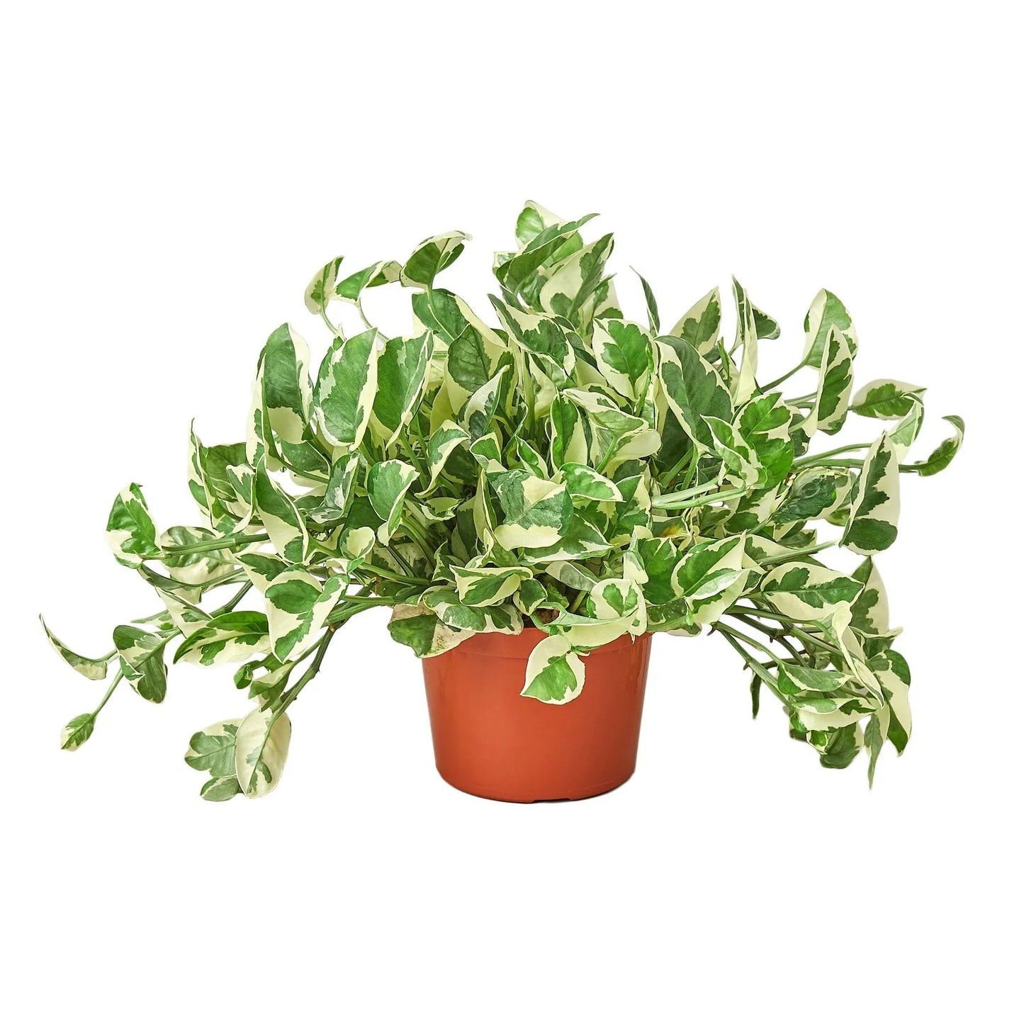 Pothos N'joy