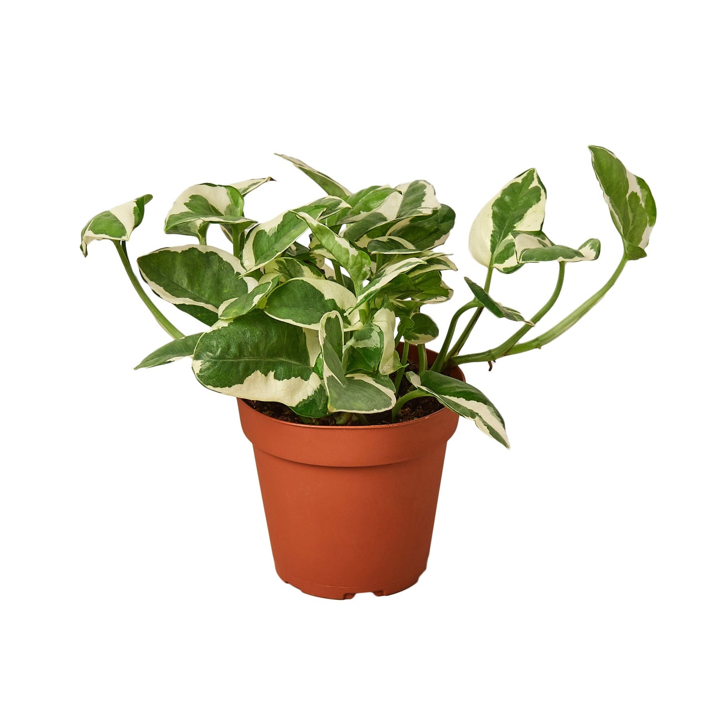Pothos N'joy