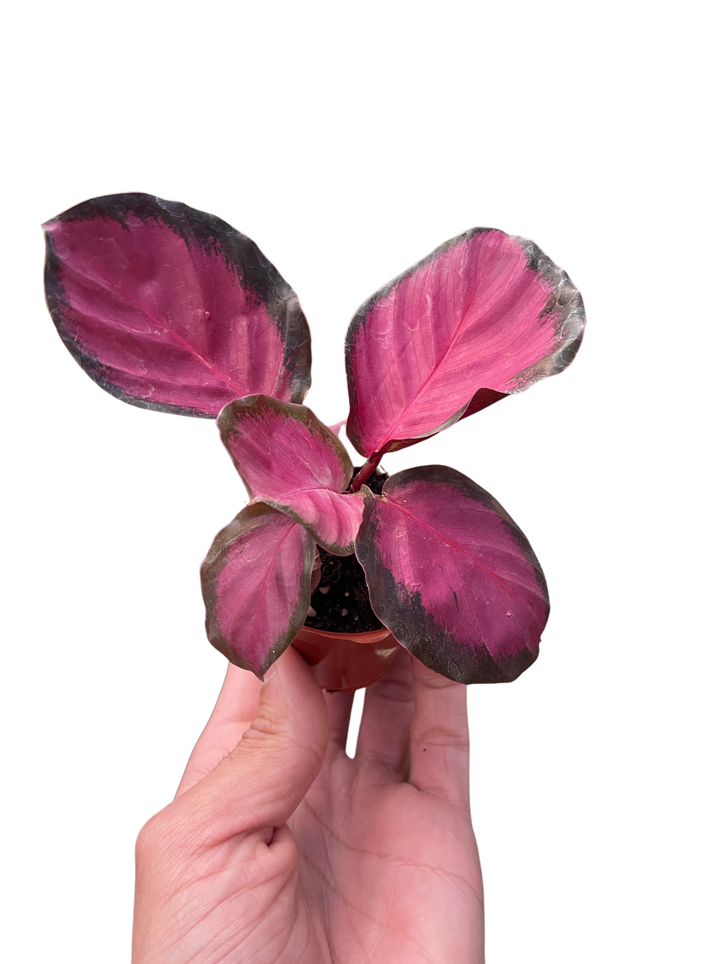 Calathea Purple Rose