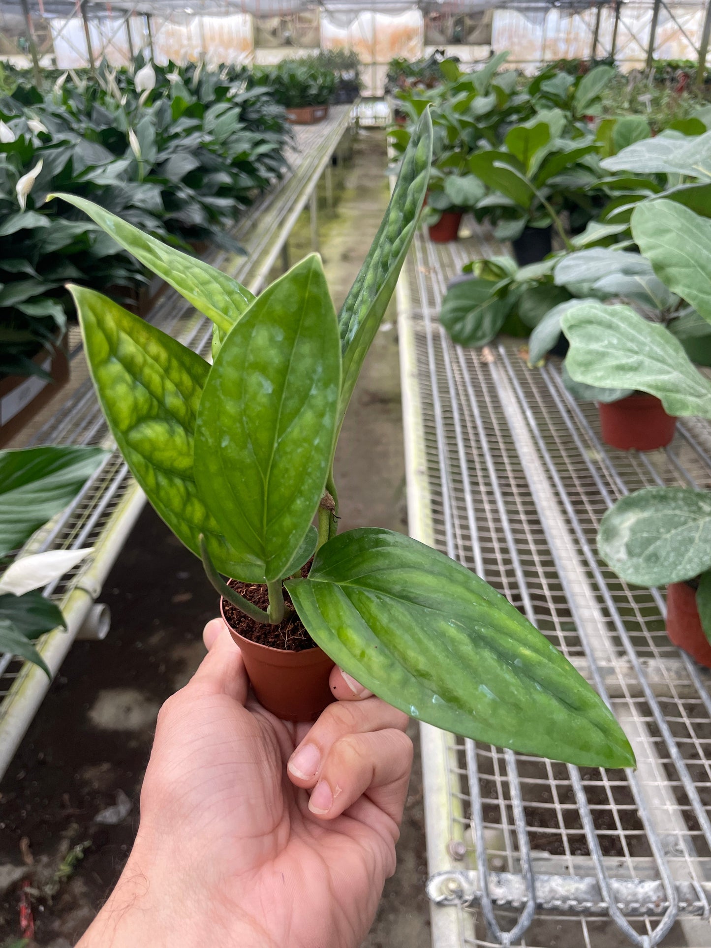 Monstera Peru Plant Live House Plant Vining Indoor Plant Hanging Live House Plant