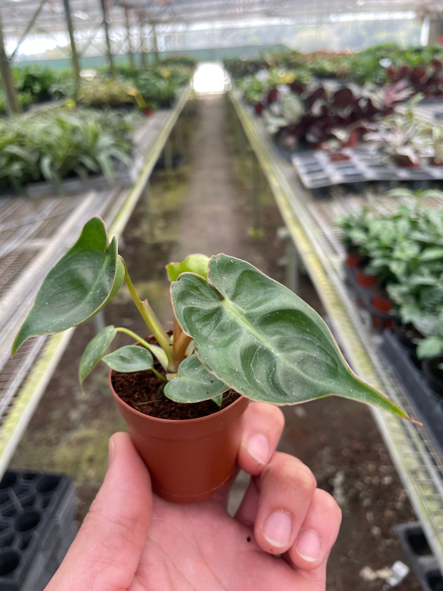 Philodendron Billietiae Plant Live House Plant Rare Indoor Plant Tropical