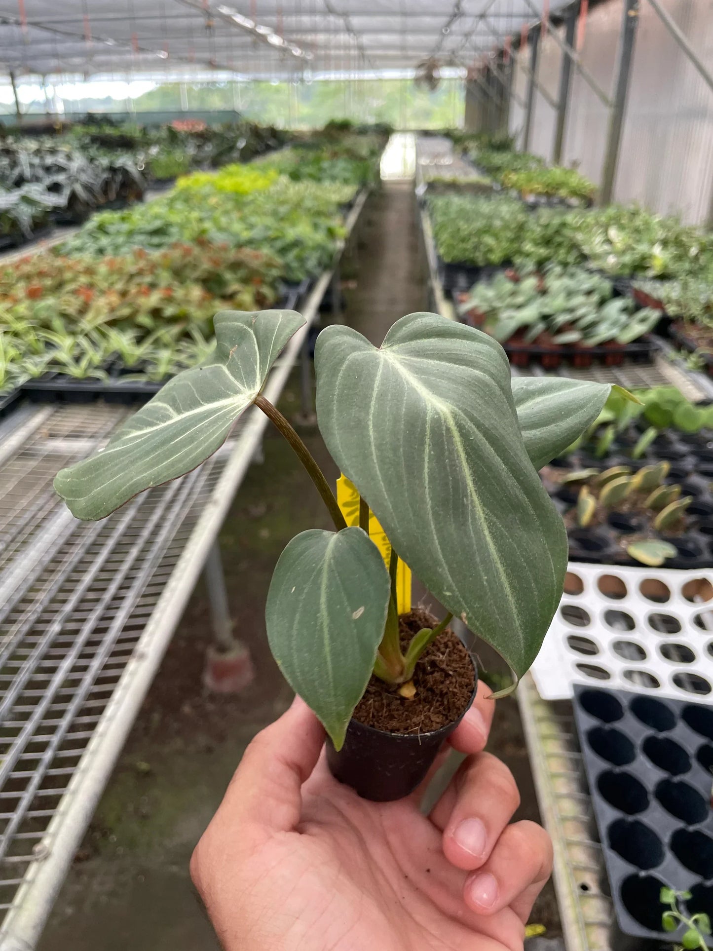 Philodendron Gloriosum Plant