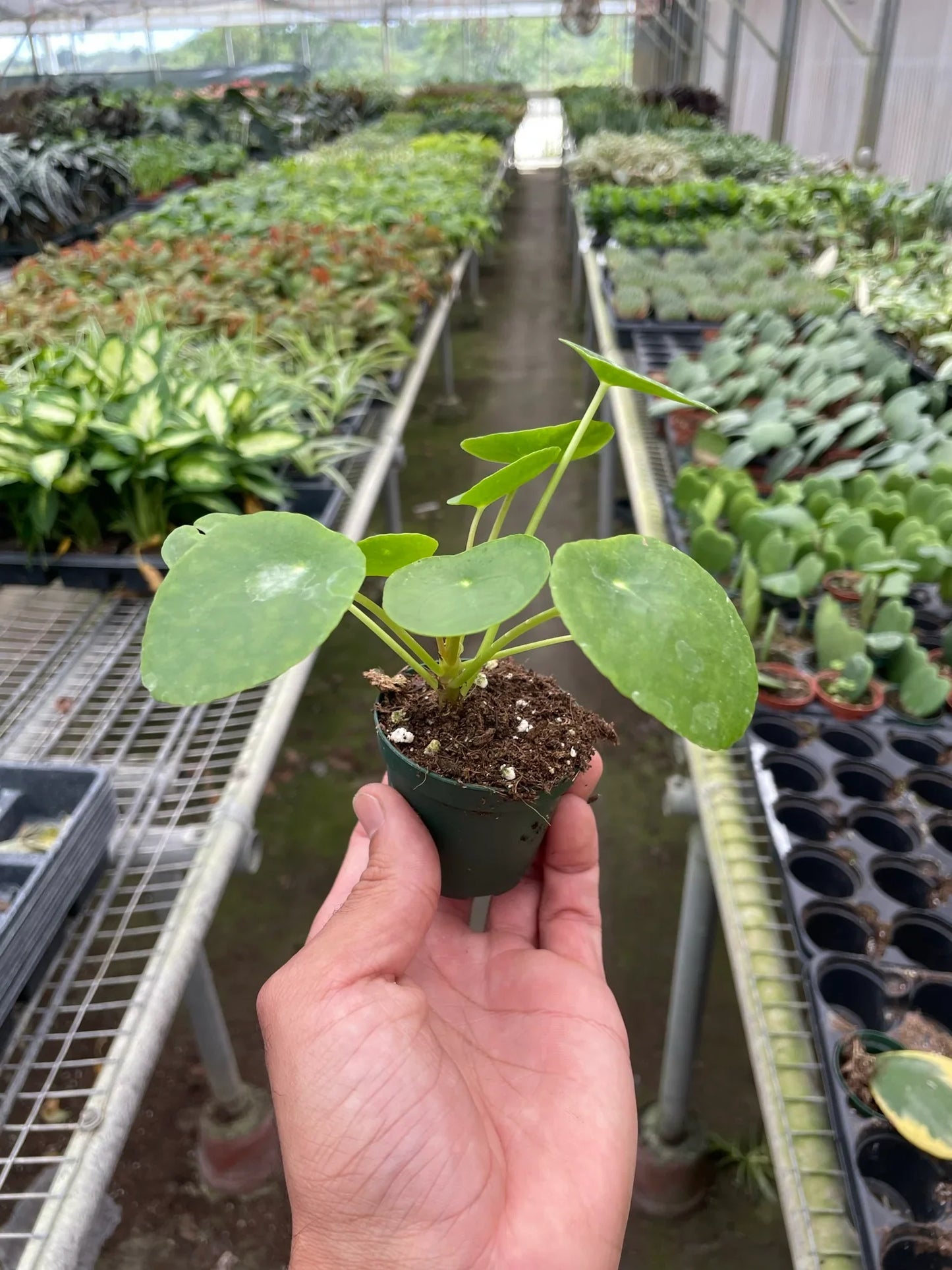 Pilea Peperomioides Chinese Money Plant Live Paludarium Plant Terrarium Plant House Plant Indoor