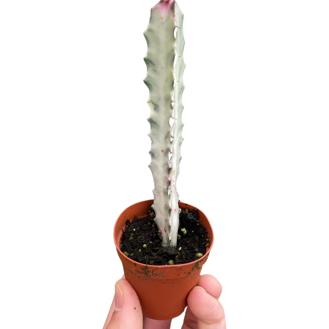 Succulent Euphorbia Dragon Bone Live Euphorbia Plant House Plant Cactus Succulent Variegated Unique House Plant