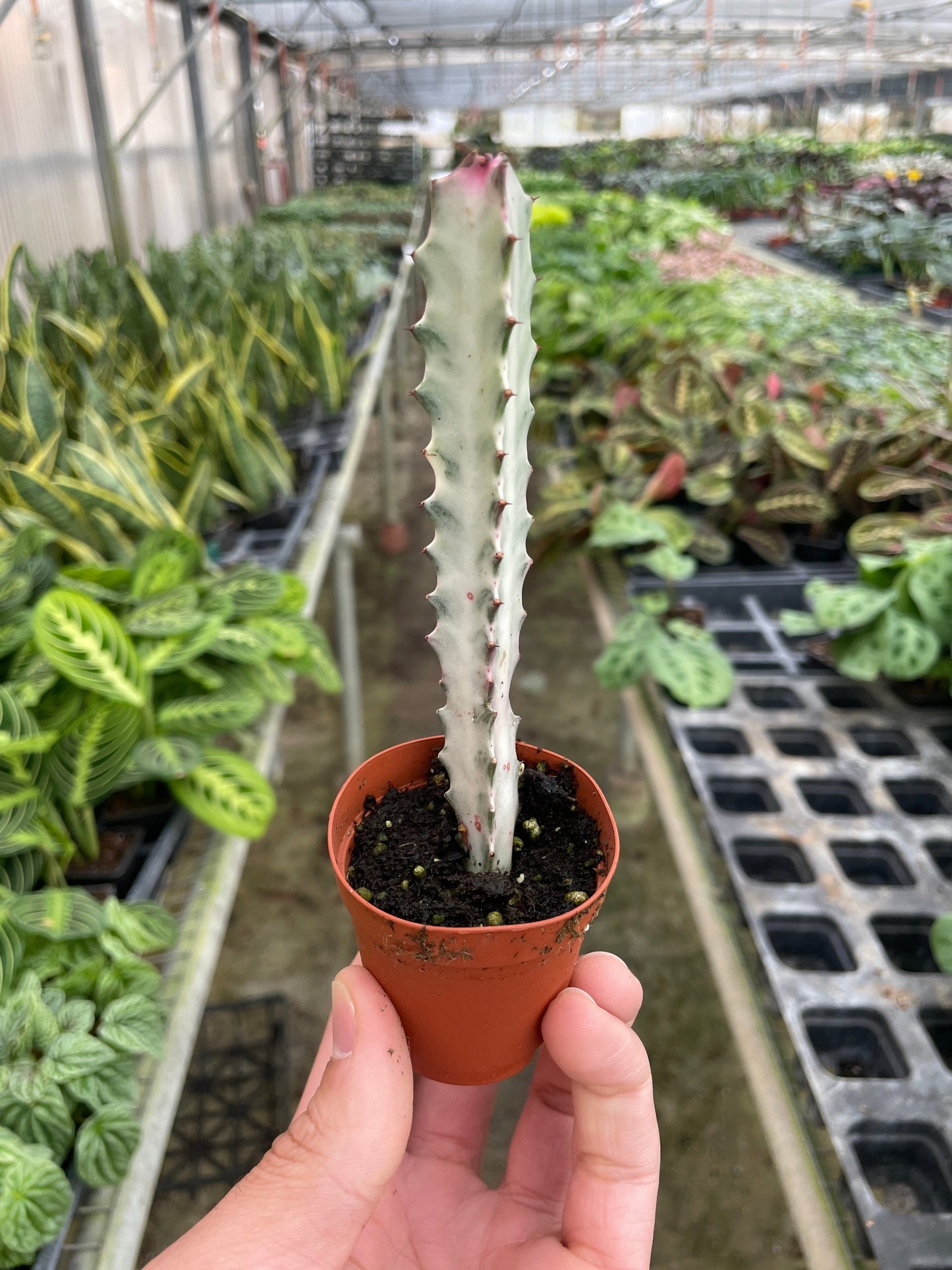 Succulent Euphorbia Dragon Bone Live Euphorbia Plant House Plant Cactus Succulent Variegated Unique House Plant