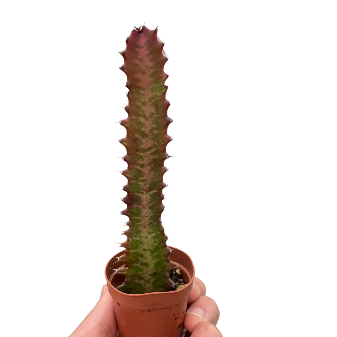 Succulent Euphorbia Trigona Rubra Live Euphorbia Plant House Plant Cactus Red Succulent Unique House Plant
