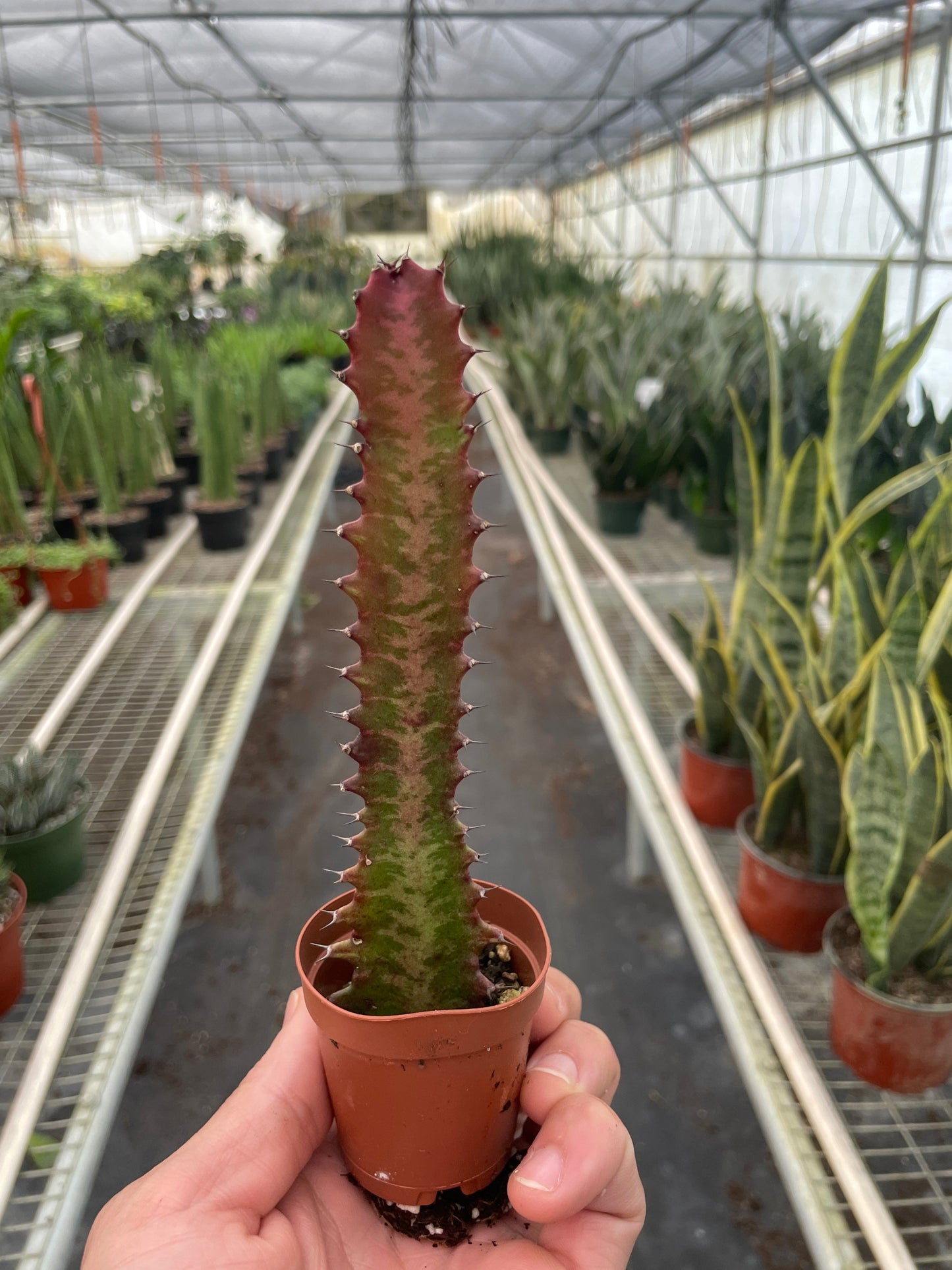 Succulent Euphorbia Trigona Rubra Live Euphorbia Plant House Plant Cactus Red Succulent Unique House Plant