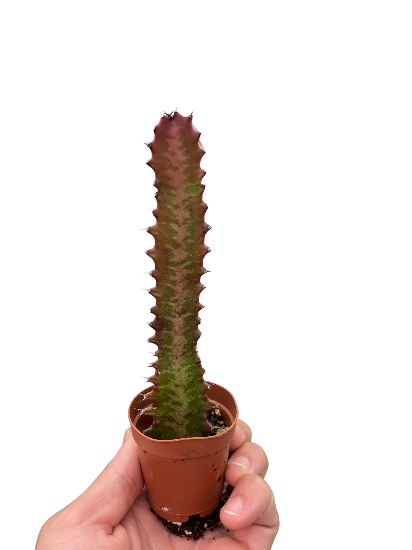 Succulent Euphorbia Trigona Rubra Live Euphorbia Plant House Plant Cactus Red Succulent Unique House Plant