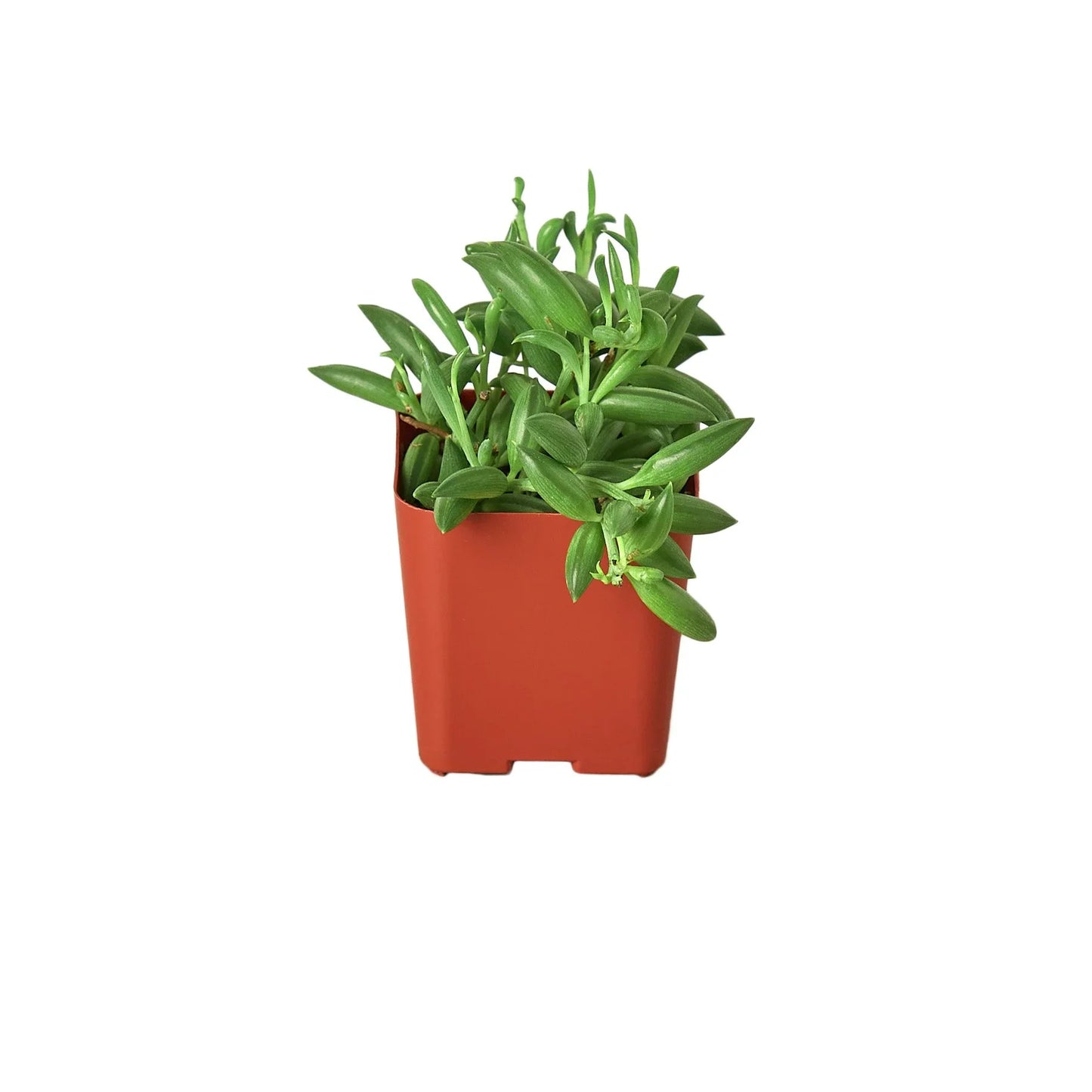 String of Bananas Succulent Live Hanging House Plant Low Maintenance Hanging Indoor Plant