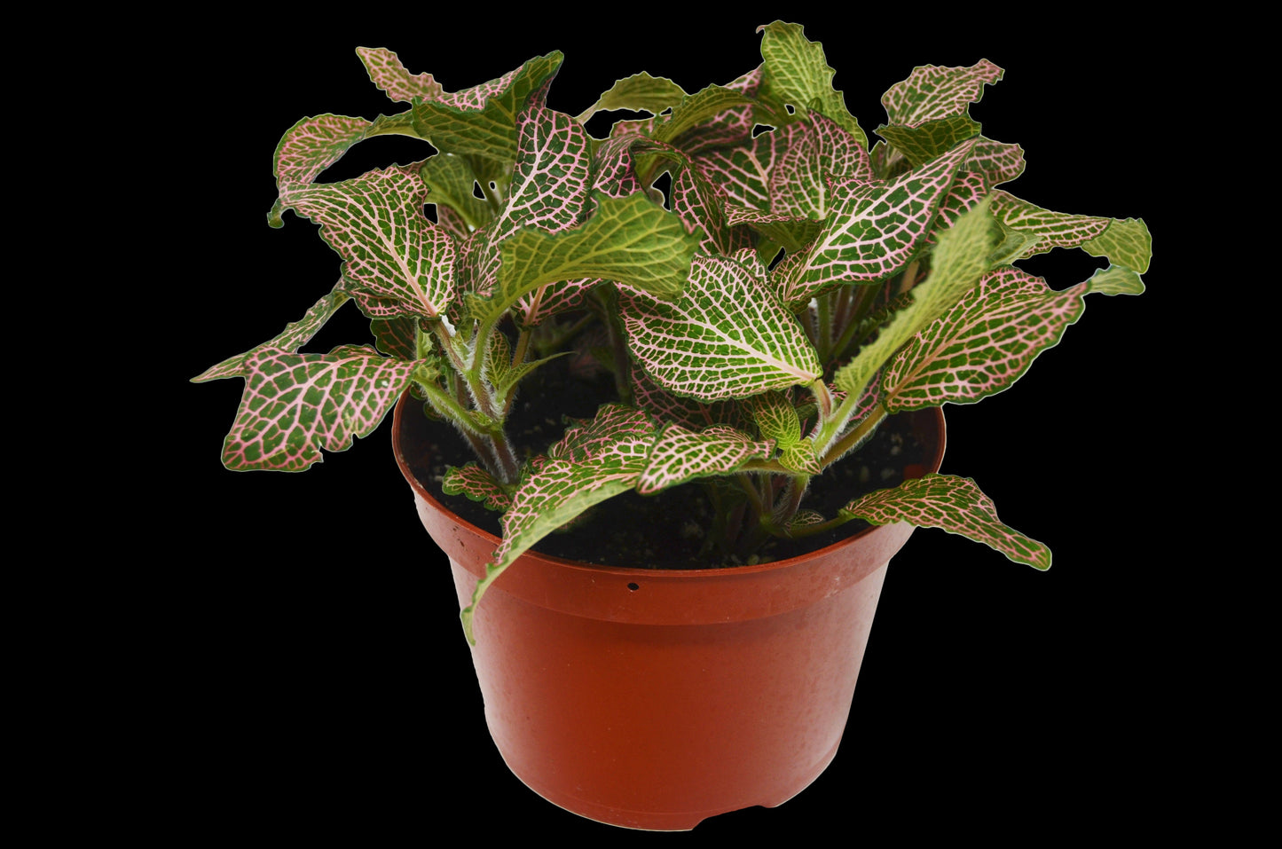 Fittonia Pink Nerve Plant Live House Plant Colorful Indoor Plant