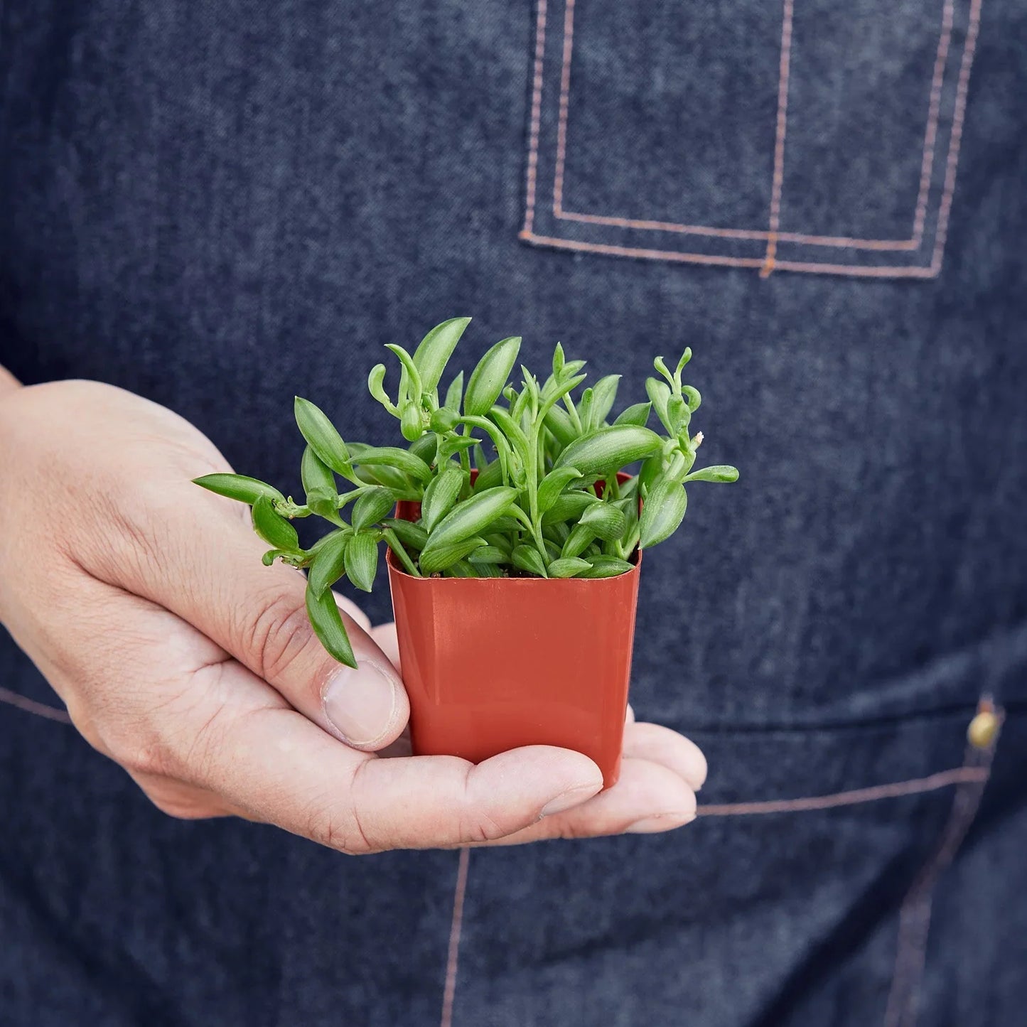 String of Bananas Succulent Live Hanging House Plant Low Maintenance Hanging Indoor Plant