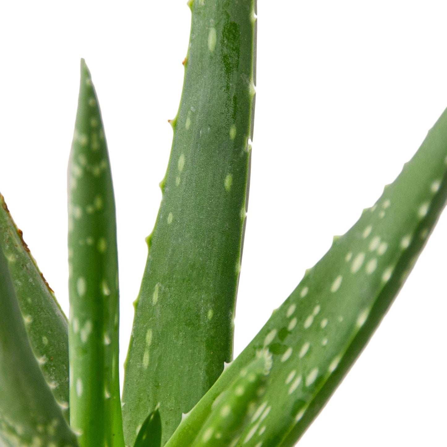Aloe Vera Live House Plant Low Maintenance Indoor Plant