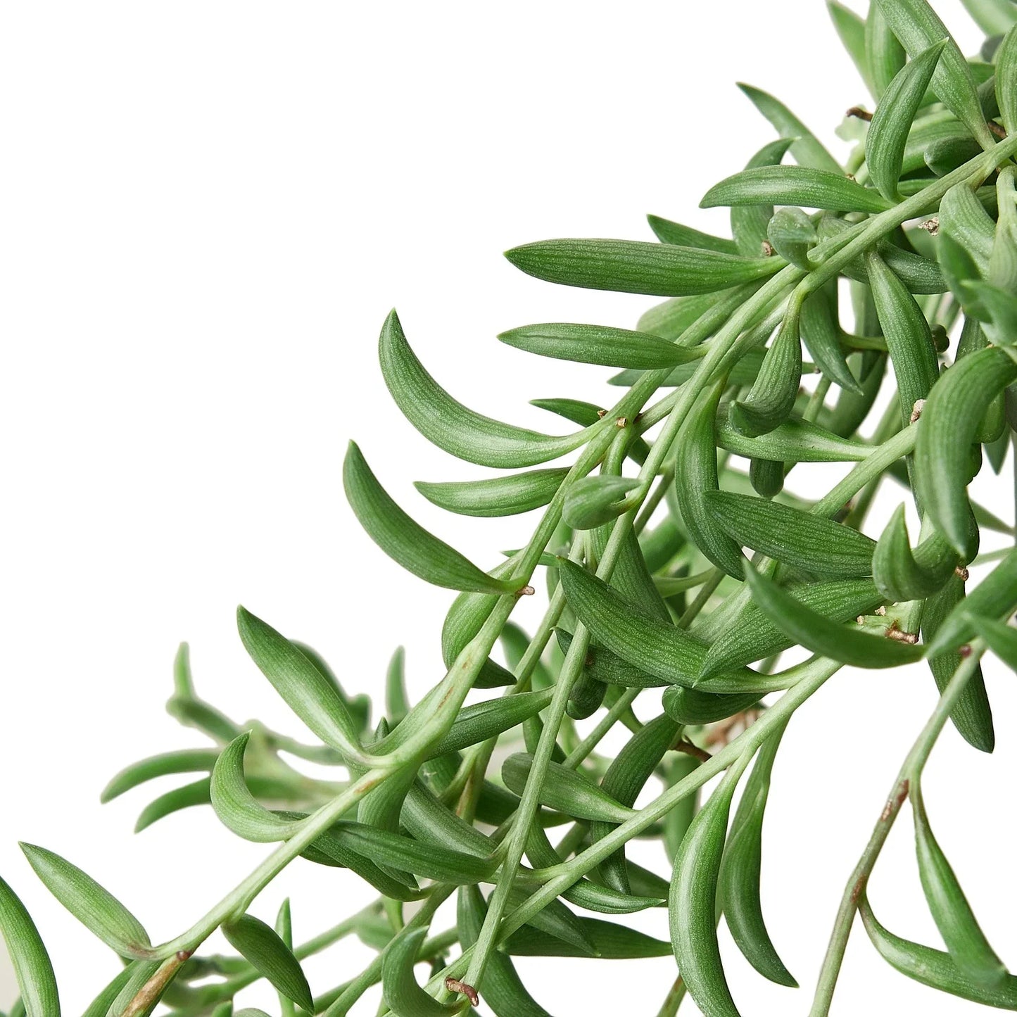 String of Bananas Succulent Live Hanging House Plant Low Maintenance Hanging Indoor Plant