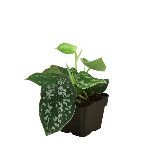 Satin Pothos Plant Live Pothos Rare House Plant Hanging Indoor Plant Vining Plant Rooted Pothos in Pot XXL Pothos Aquarium Paludarium