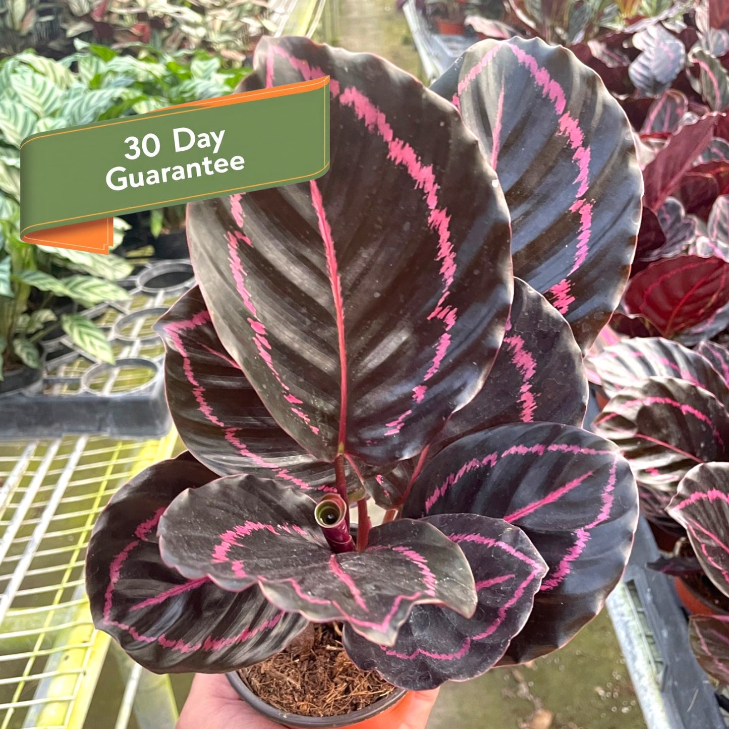 Calathea Dottie Plant Purple Calathea Live House Plant Fuchsia Hot Pink Plant
