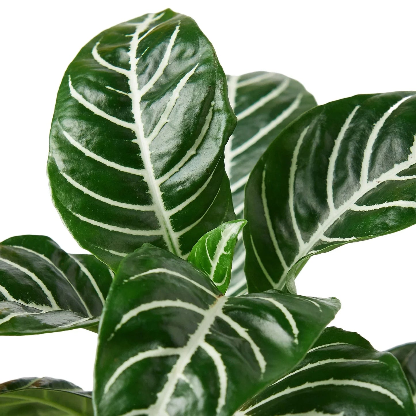 Zebra Aphelandra Plant Live Indoor Plant Easy Care House Plant Low Maintenance Striped Plant