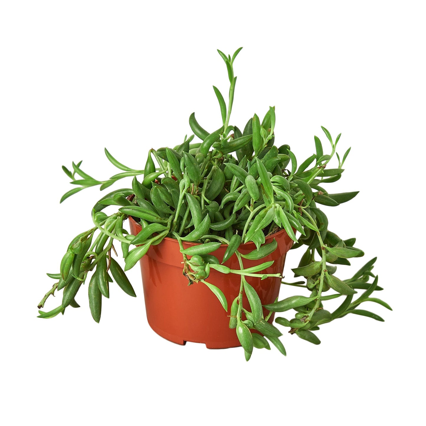 String of Bananas Succulent Live Hanging House Plant Low Maintenance Hanging Indoor Plant