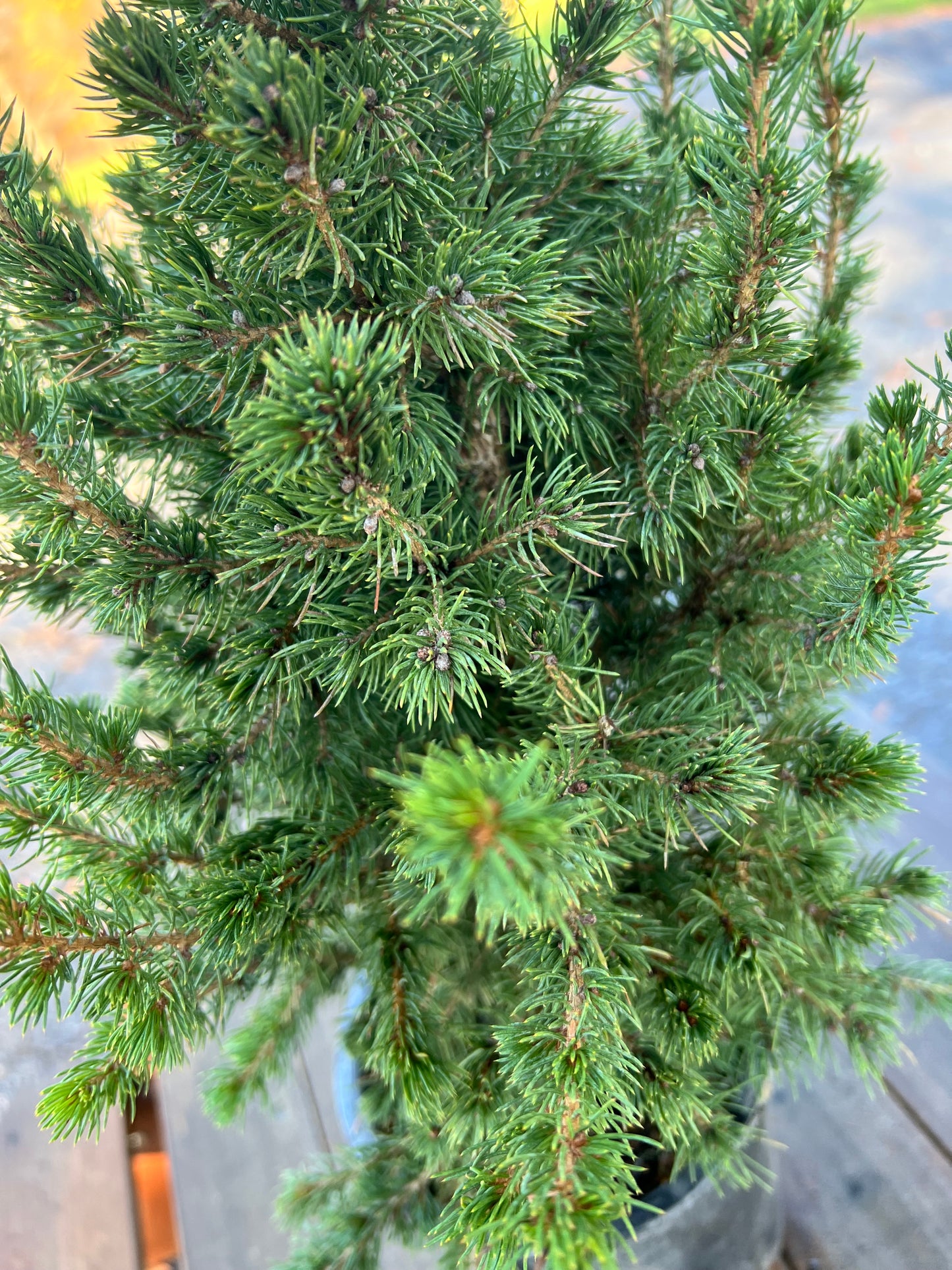 Mini Christmas Tree Plant Live Dwarf Alberta Spruce 26” Tall 6” Pot Christmas Tabletop Tree