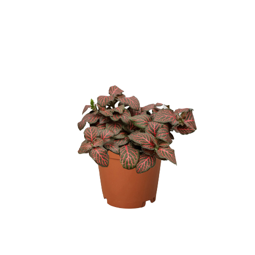 Fittonia Red Nerve Plant Live House Plant Colorful Indoor Plant