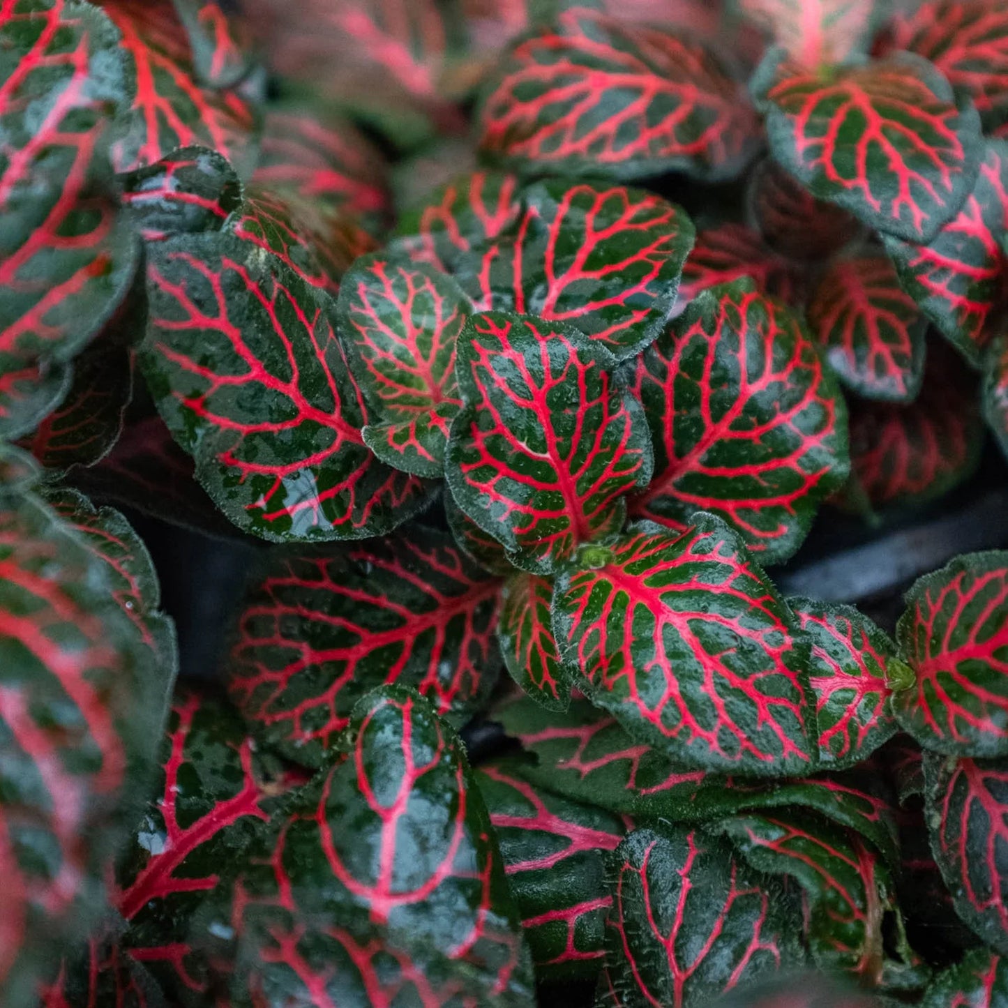 Fittonia Red Nerve Plant Live House Plant Colorful Indoor Plant
