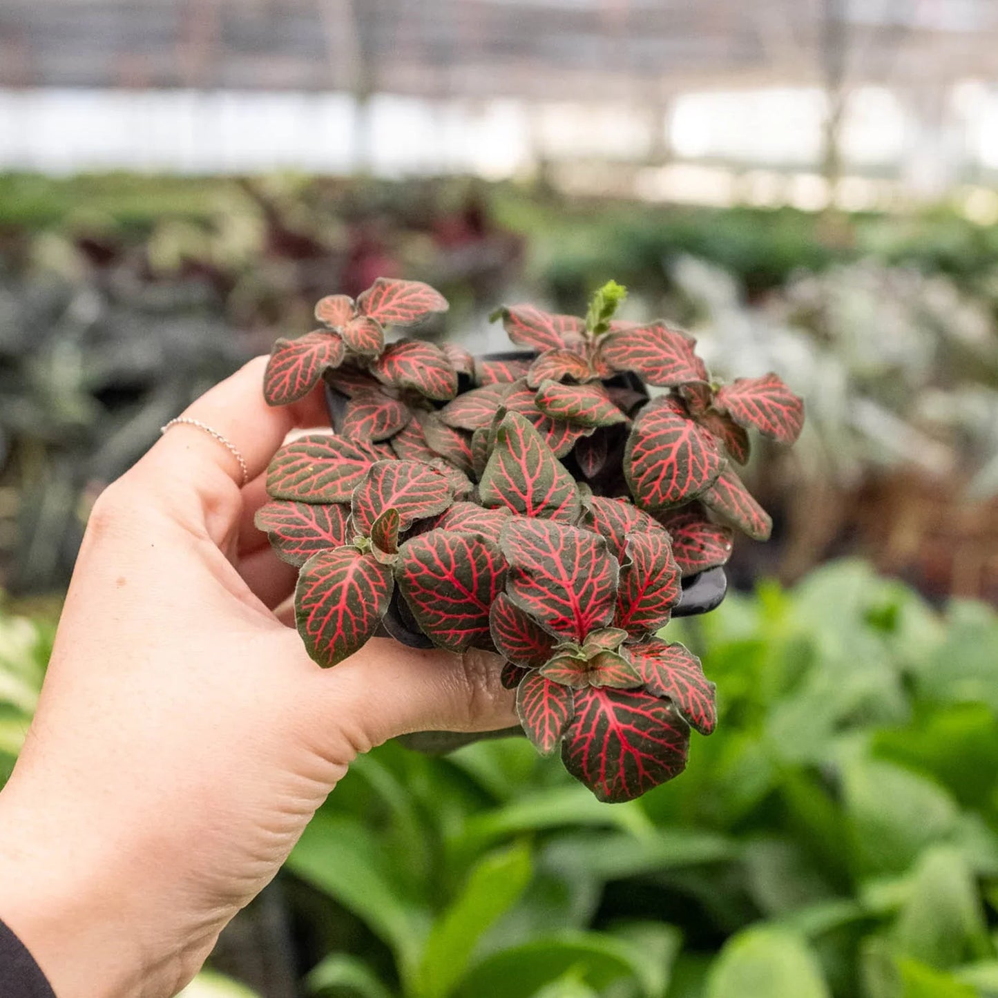 Fittonia Red Nerve Plant Live House Plant Colorful Indoor Plant