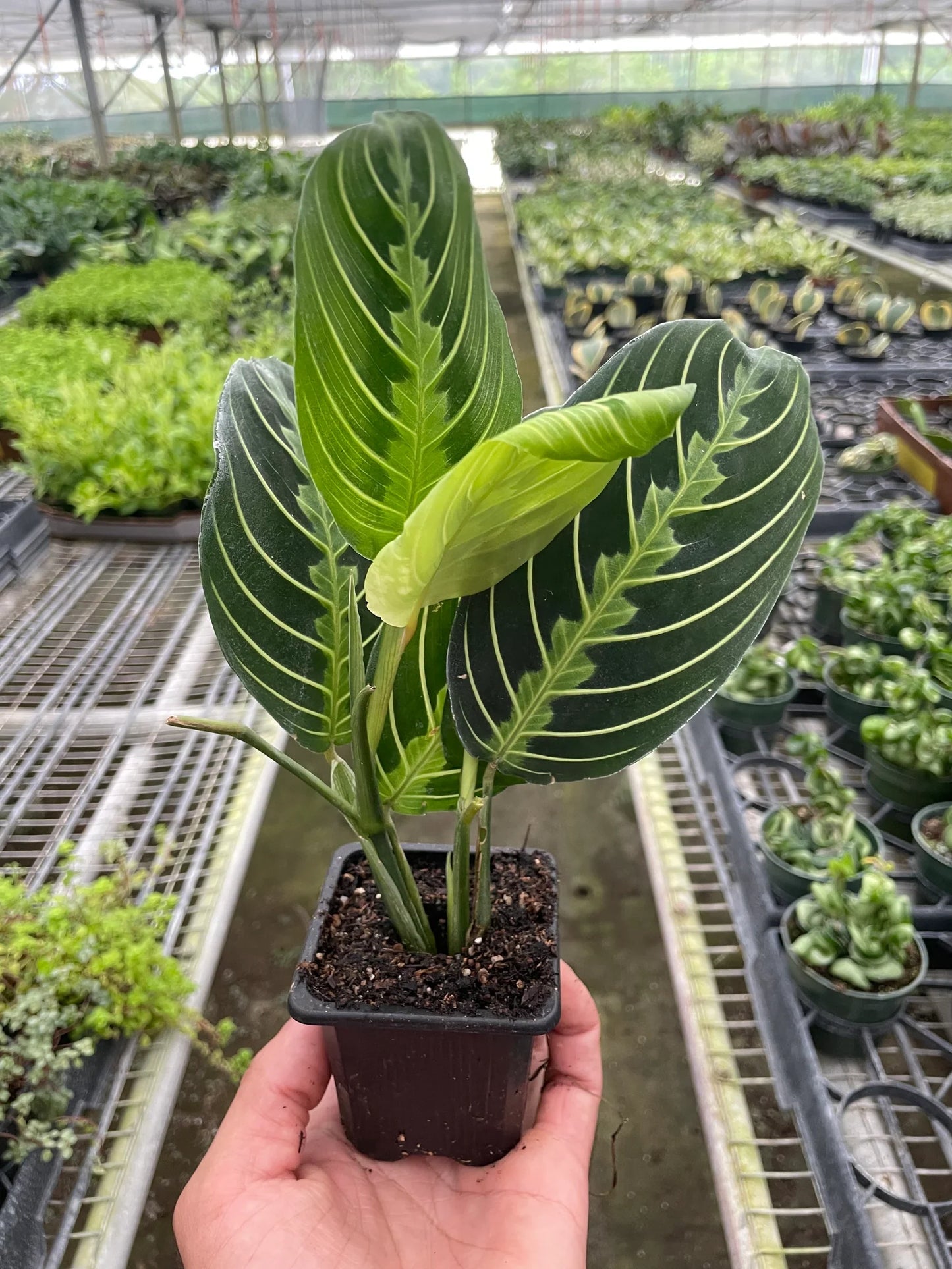 Maranta Lemon Lime Prayer Plant Live House Plant