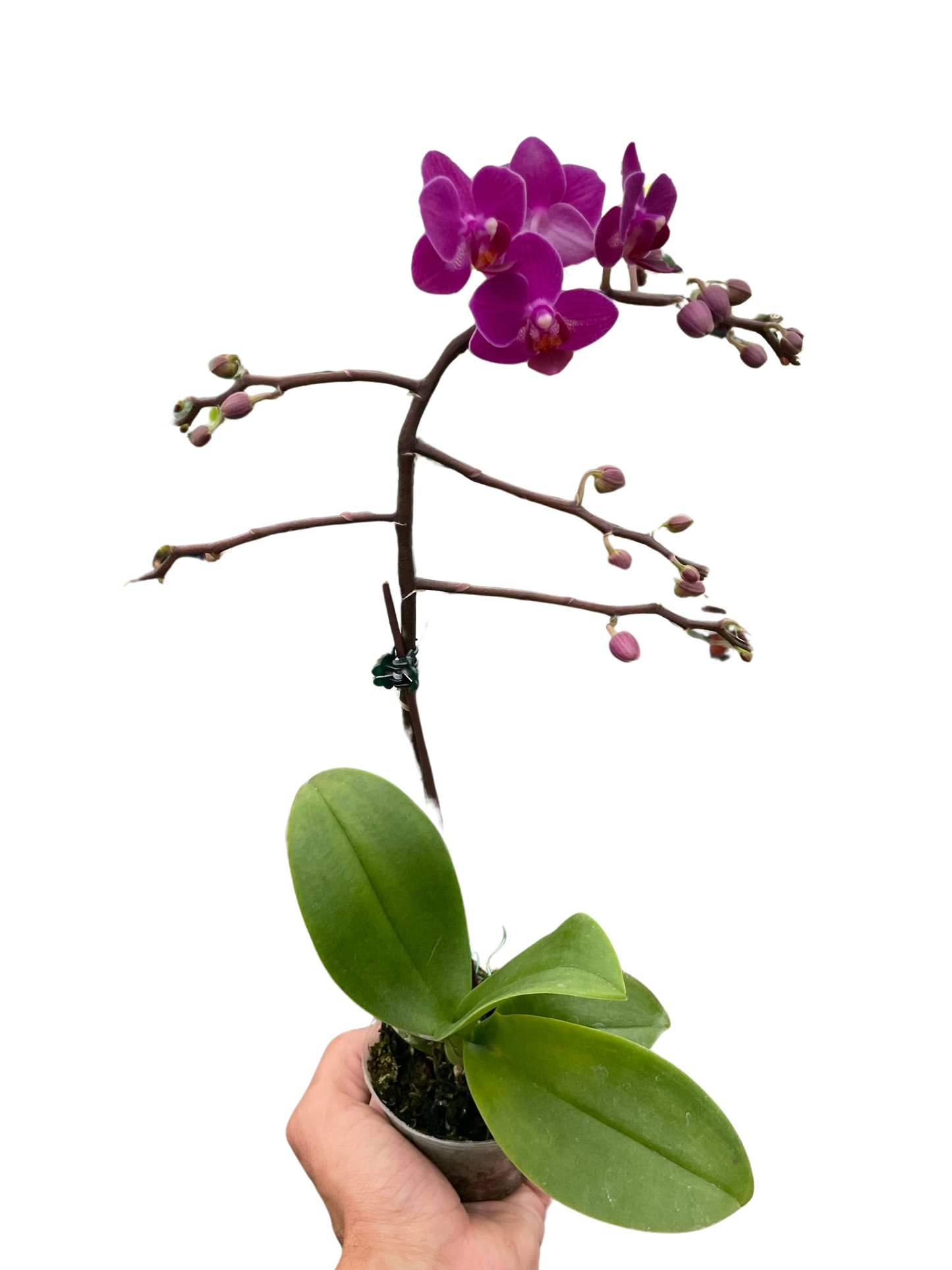 Orchid Purple Fucshia Phalaenopsis