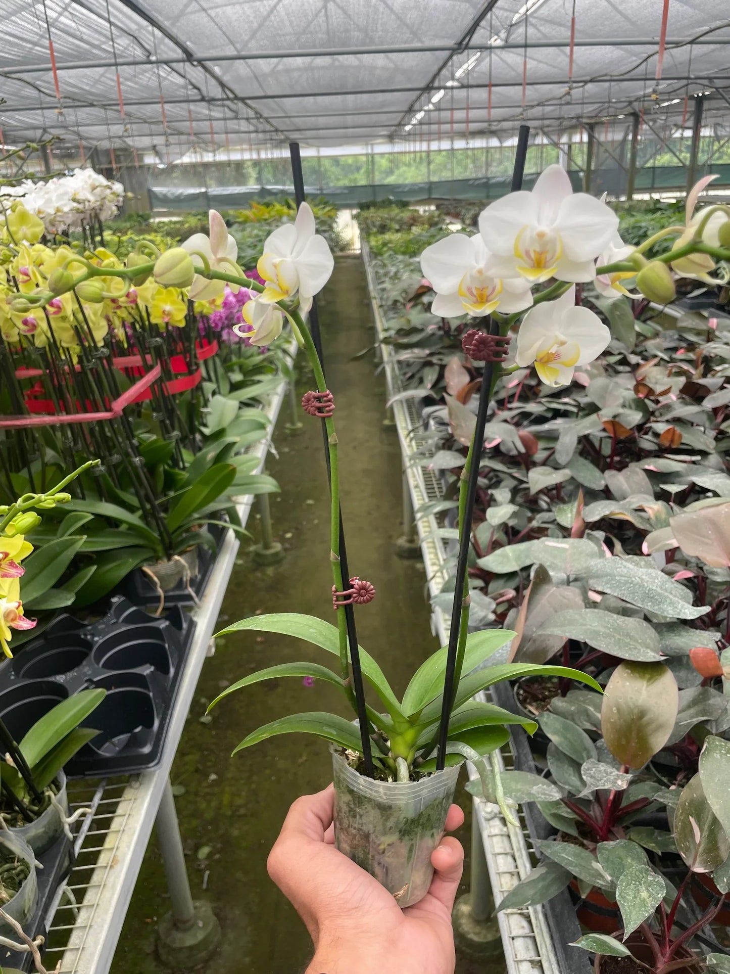 Orchid White Phalaenopsis