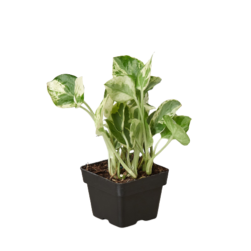 Pothos N'joy