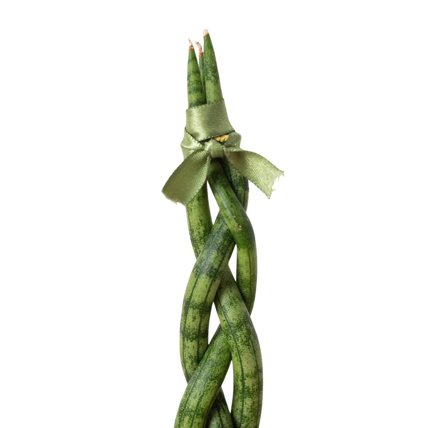 Snake Plant Braided Plant Live House Plant Low Maintenance Easy Care Low Light Air Purifying Plant Air Cleaning Live Indoor