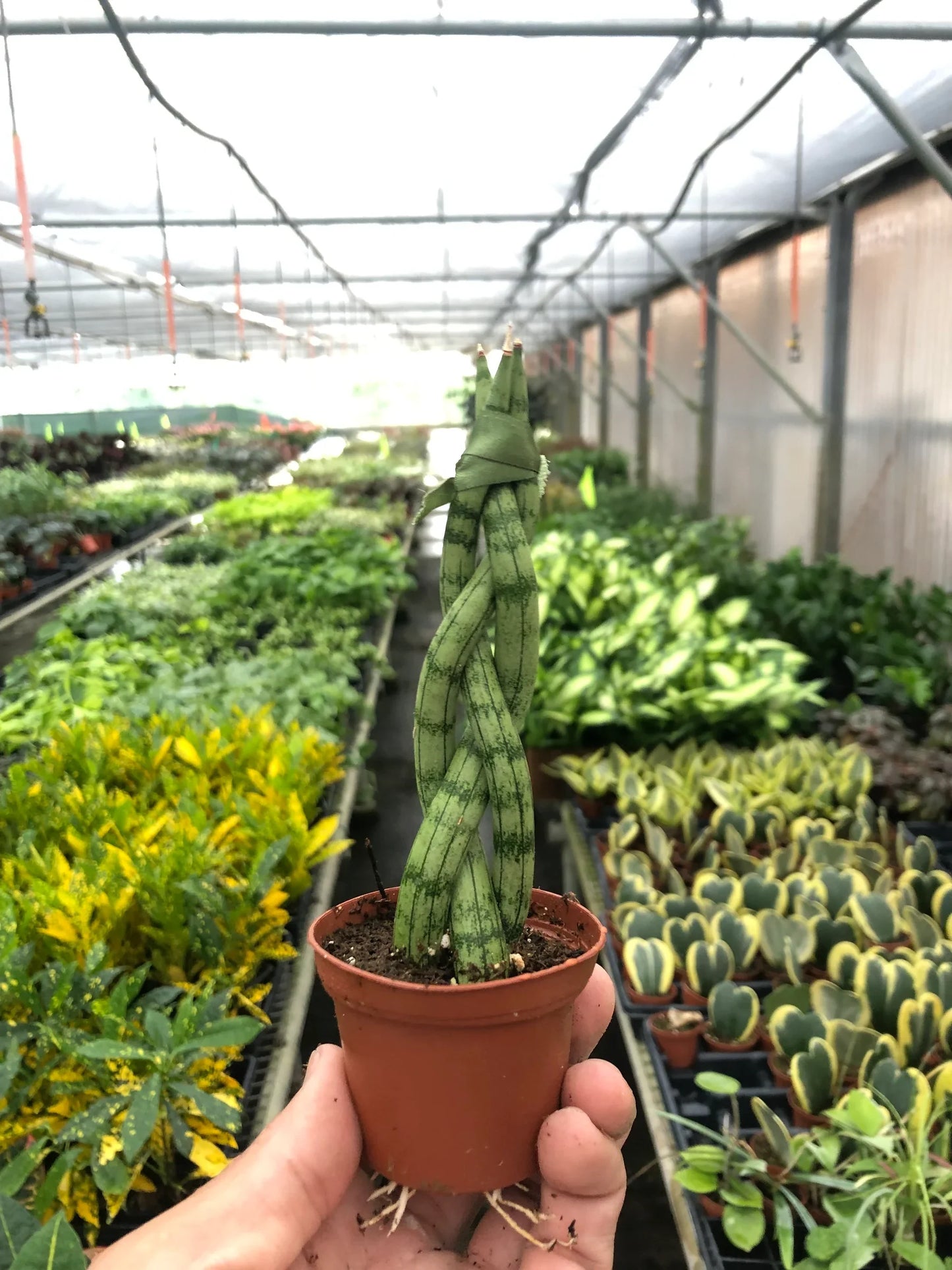 Snake Plant Braided Plant Live House Plant Low Maintenance Easy Care Low Light Air Purifying Plant Air Cleaning Live Indoor