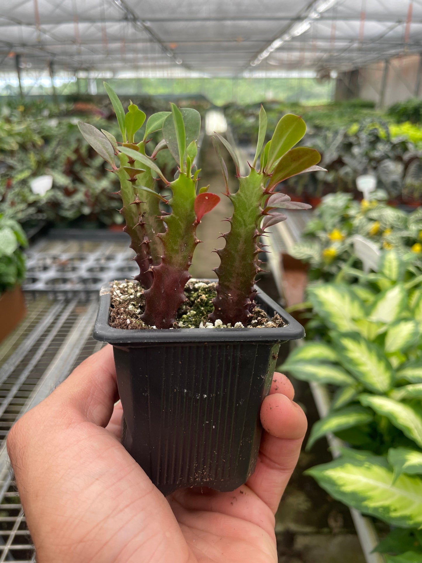 Succulent Euphorbia Trigona Rubra Live Euphorbia Plant House Plant Cactus Red Succulent Unique House Plant