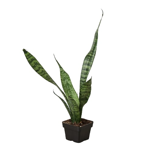 Snake Plant Zeylanica Plant Live House Plant Low Maintenance Easy Care Low Light Air Purifying Plant Air Cleaning Live Indoor