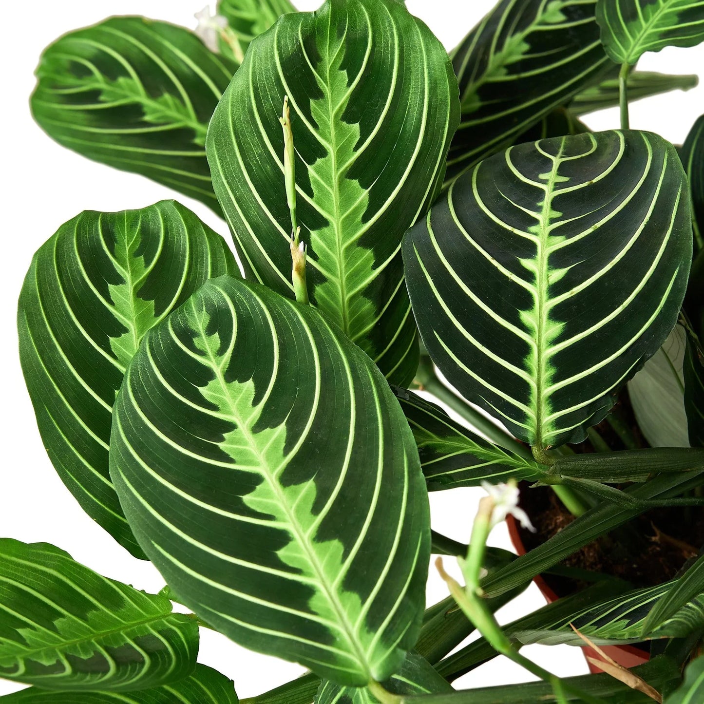 Maranta Lemon Lime Prayer Plant Live House Plant