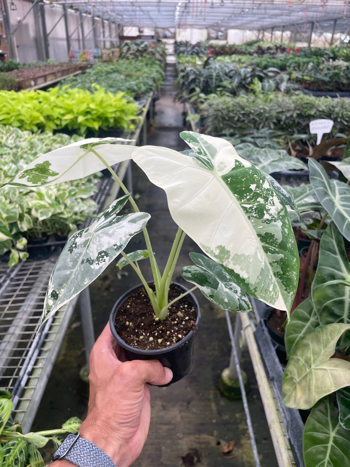 Variegated Alocasia Frydek Micholitziana Plant Live House Plant