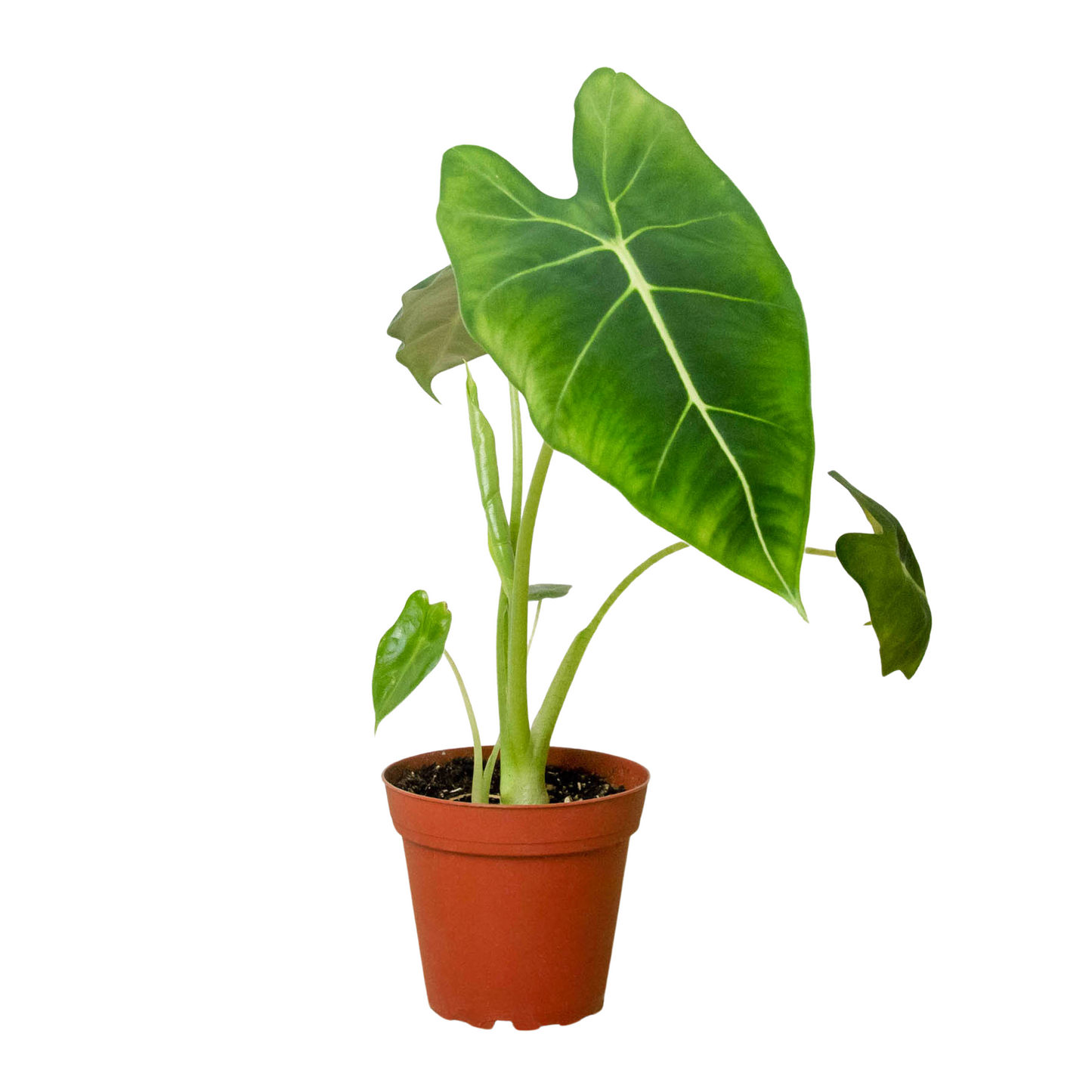Alocasia Frydek Micholitziana Plant Live House Plant