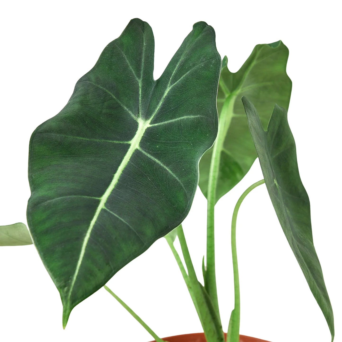 Alocasia Frydek Micholitziana Plant Live House Plant