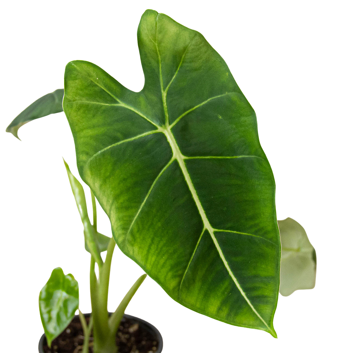 Alocasia Frydek Micholitziana Plant Live House Plant