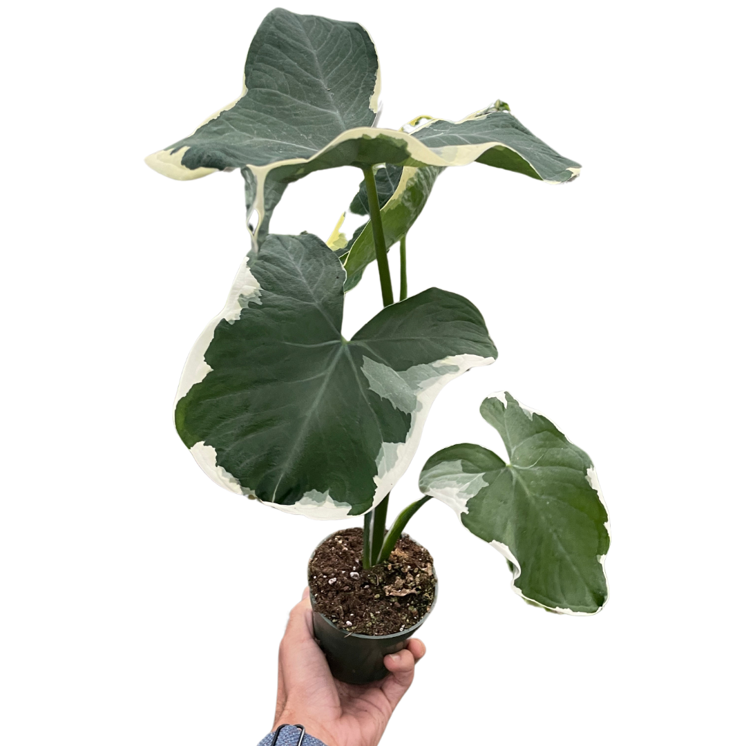 Alocasia Mickey Mouse Xanthosoma sagittifolium Variegatum Monstrosum Live House Plant Rare Variegated