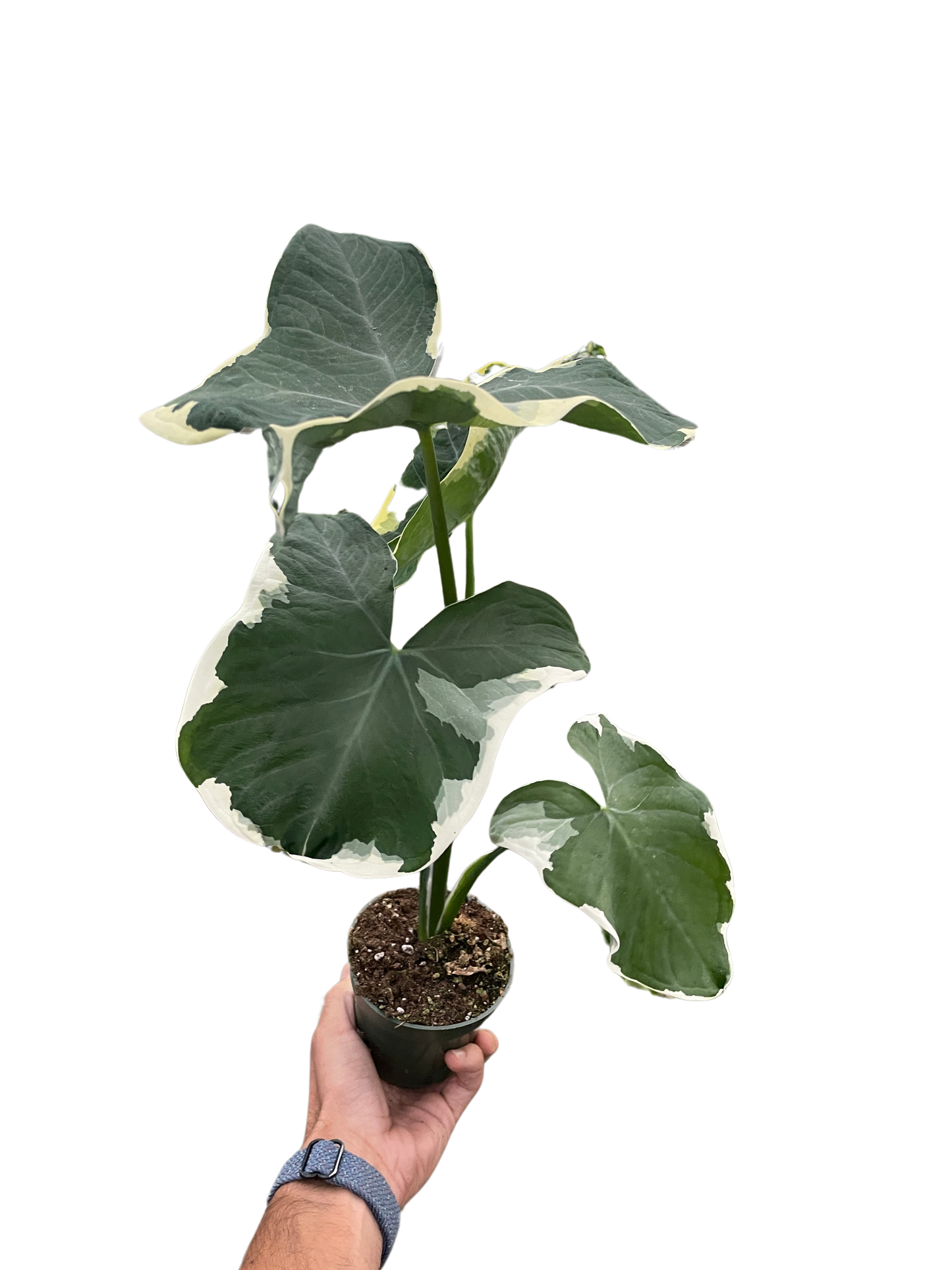 Alocasia Mickey Mouse Xanthosoma sagittifolium Variegatum Monstrosum Live House Plant Rare Variegated