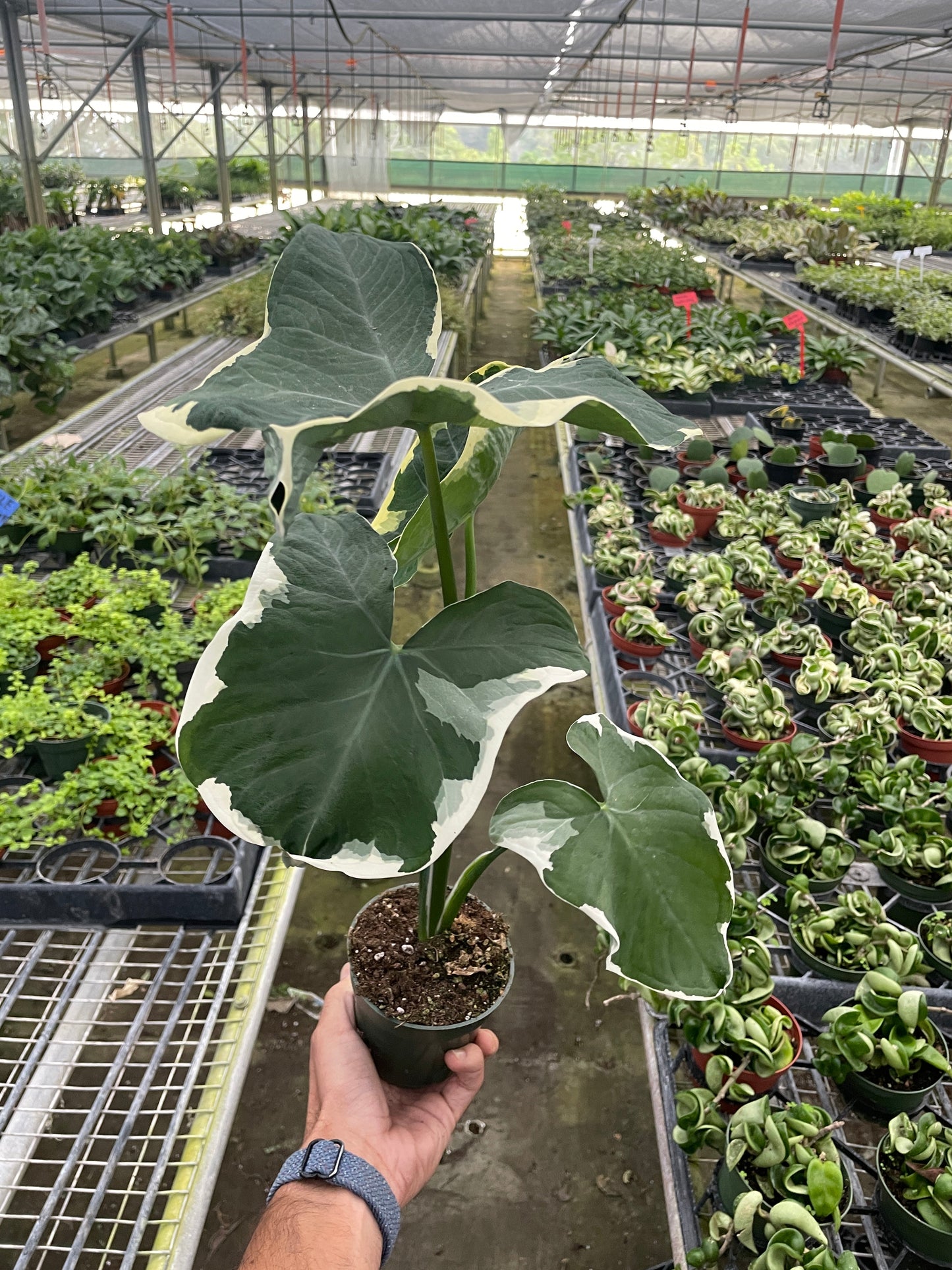 Alocasia Mickey Mouse Xanthosoma sagittifolium Variegatum Monstrosum Live House Plant Rare Variegated