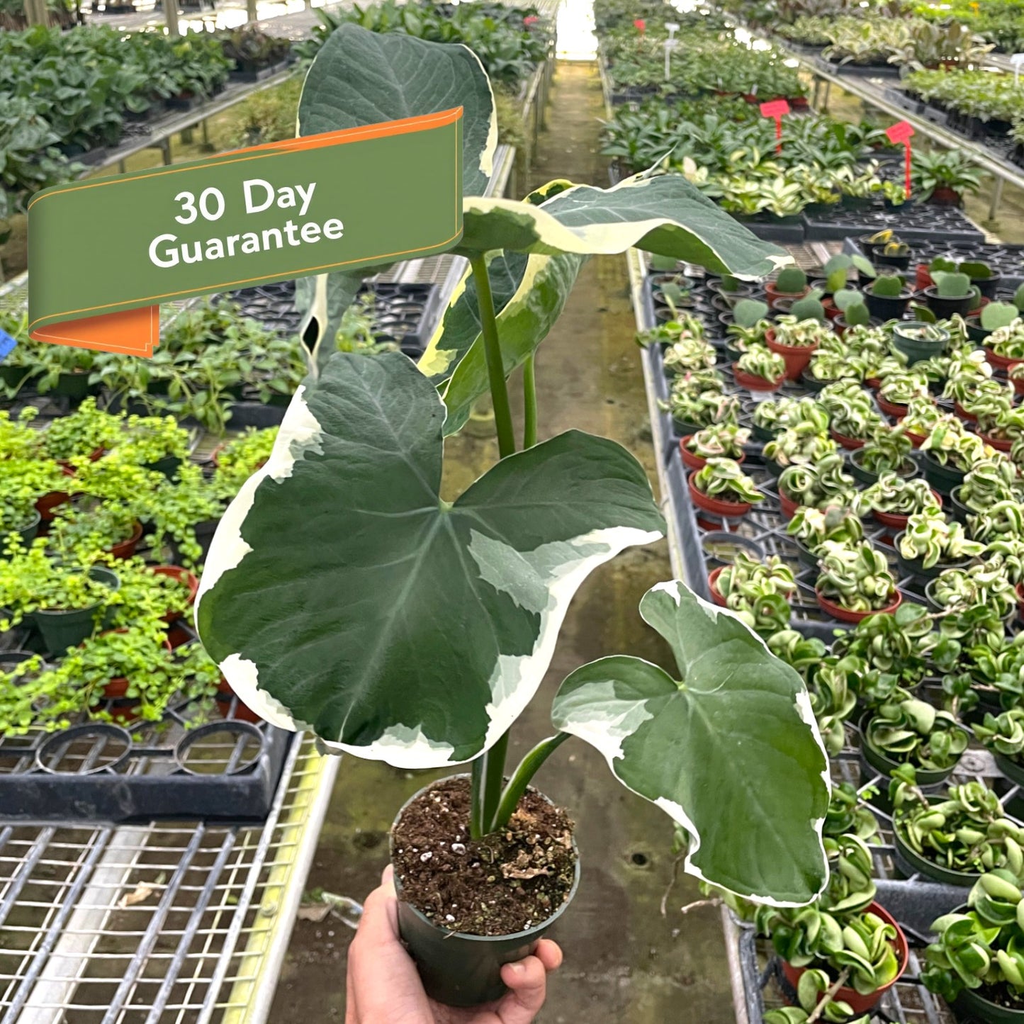 Alocasia Mickey Mouse Xanthosoma sagittifolium Variegatum Monstrosum Live House Plant Rare Variegated